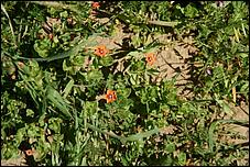 Wildflowers-GrantCP_APR09-166b.jpg