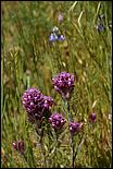 Wildflowers-GrantCP_APR09-168b.jpg