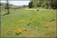 Wildflowers-GrantCP_APR09-170b.jpg