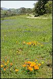 Wildflowers-GrantCP_APR09-171b.jpg