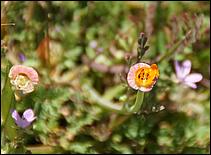 Wildflowers-GrantCP_APR09-173d.jpg