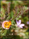 Wildflowers-GrantCP_APR09-173d2.jpg