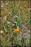 Wildflowers-GrantCP_APR09-176c.jpg