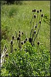 Wildflowers-GrantCP_APR09-187b.jpg