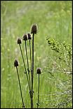 Wildflowers-GrantCP_APR09-214b.jpg