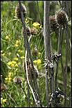 Wildflowers-GrantCP_APR09-237b.jpg