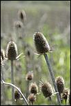 Wildflowers-GrantCP_APR09-238b.jpg