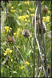 Wildflowers-GrantCP_APR09-242b.jpg