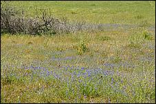 Wildflowers-GrantCP_APR09-247b.jpg