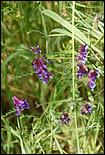 Wildflowers-GrantCP_APR09-253b.jpg