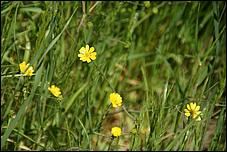 Wildflowers-GrantCP_APR09-257b.jpg