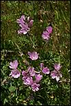 Wildflowers-GrantCP_APR09-262b.jpg