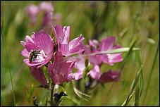 Wildflowers-GrantCP_APR09-265b.jpg