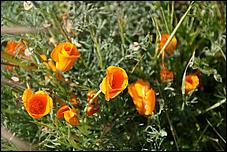 Wildflowers-GrantCP_APR09-271b.jpg