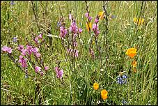 Wildflowers-GrantCP_APR09-273b.jpg