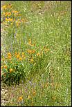 Wildflowers-GrantCP_APR09-274c.jpg