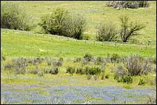 Wildflowers-GrantCP_APR09-285c.jpg