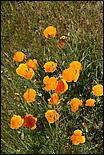 Wildflowers-GrantCP_APR09-286b.jpg