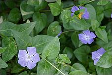 Wildflowers-GrantCP_APR09-290b.jpg