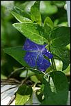 Wildflowers-GrantCP_APR09-316b.jpg