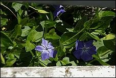 Wildflowers-GrantCP_APR09-320b.jpg