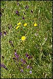 Wildflowers-GrantCP_APR09-326b.jpg