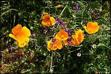 Wildflowers-GrantCP_APR09-335b.jpg