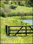 Wildflowers-GrantCP_APR09-347c2.jpg