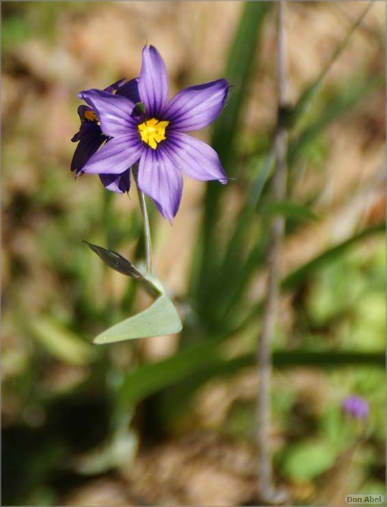 Wildflowers-GrantCP_APR09-111d2.jpg - for personal use