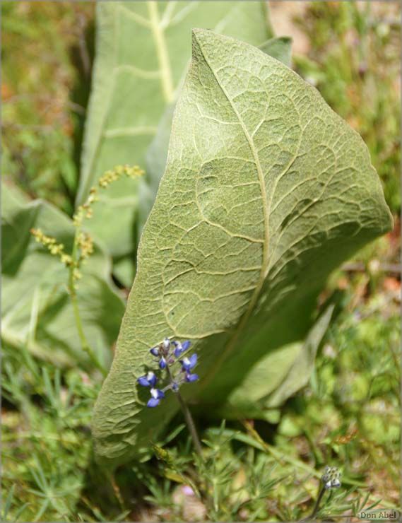 Wildflowers-GrantCP_APR09-141d.jpg - for personal use