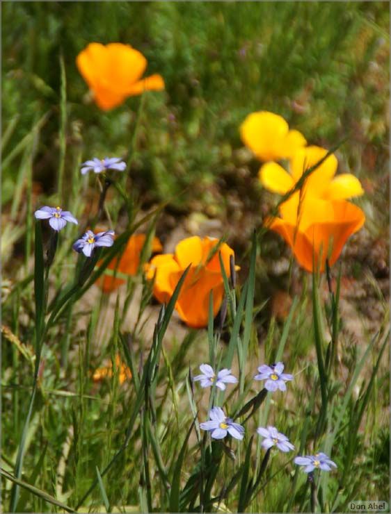 Wildflowers-GrantCP_APR09-179c3.jpg - for personal use