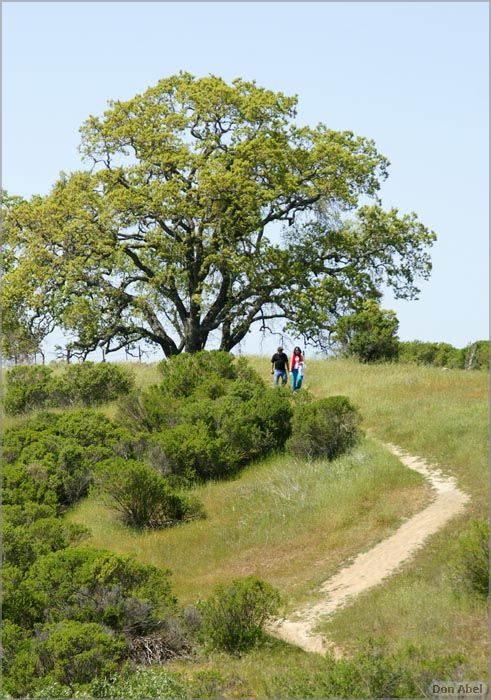 Wildflowers-GrantCP_APR09-385c.jpg - for personal use