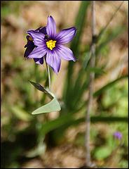 Wildflowers-GrantCP_APR09-111d2.jpg