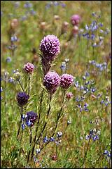 Wildflowers-GrantCP_APR09-125b.jpg