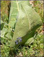 Wildflowers-GrantCP_APR09-141d.jpg