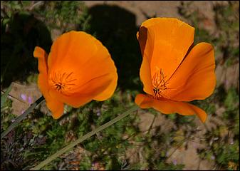 Wildflowers-GrantCP_APR09-143c.jpg