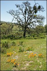 Wildflowers-GrantCP_APR09-146b.jpg