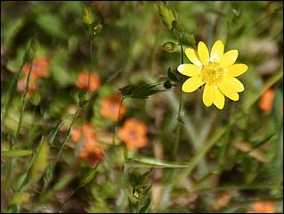 Wildflowers-GrantCP_APR09-153d.jpg