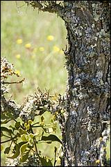 Wildflowers-GrantCP_APR09-155b.jpg