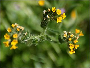 Wildflowers-GrantCP_APR09-165d.jpg