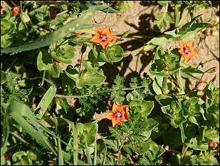 Wildflowers-GrantCP_APR09-166d.jpg