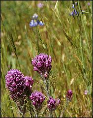 Wildflowers-GrantCP_APR09-169d.jpg