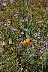 Wildflowers-GrantCP_APR09-175b.jpg