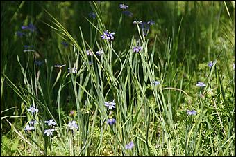 Wildflowers-GrantCP_APR09-177b.jpg