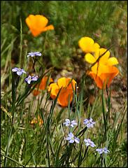 Wildflowers-GrantCP_APR09-179c3.jpg