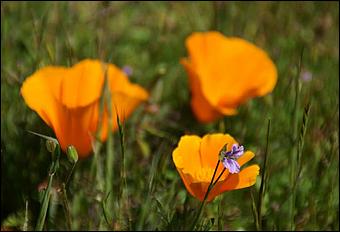 Wildflowers-GrantCP_APR09-180c.jpg