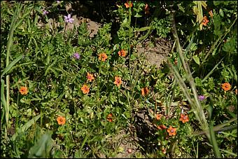 Wildflowers-GrantCP_APR09-181b.jpg