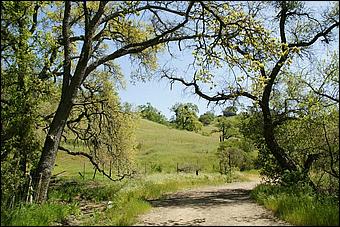 Wildflowers-GrantCP_APR09-210b.jpg