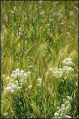 Wildflowers-GrantCP_APR09-232b.jpg