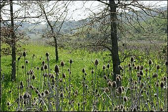 Wildflowers-GrantCP_APR09-236c.jpg